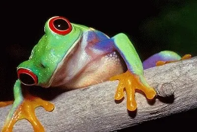 rana venenosa