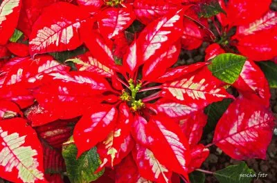 Weihnachtsstern jigsaw puzzle