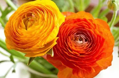 פאזל של imagem