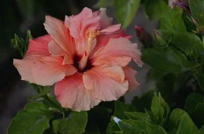 פאזל של hibiskus