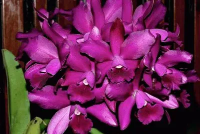 imagem jigsaw puzzle