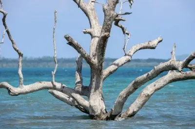 פאזל של imagem