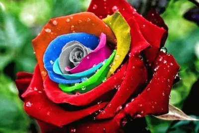 פאזל של rosa colorida