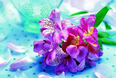 פאזל של flores