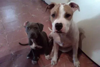 mis perritos jigsaw puzzle