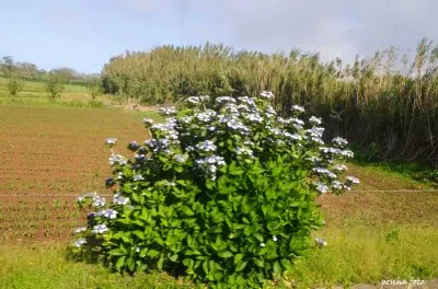 acores jigsaw puzzle