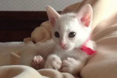 פאזל של Nuestros especiales gatos!!