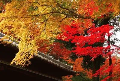 imagem jigsaw puzzle