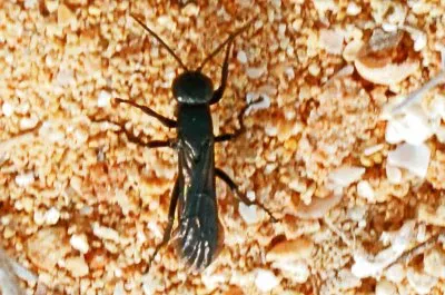 פאזל של mallorca