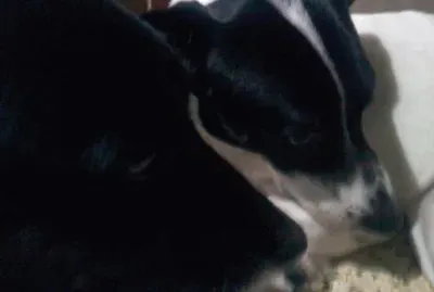 Puli y Bella