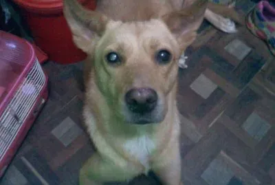 Rita Margarita