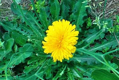Double Dandelion