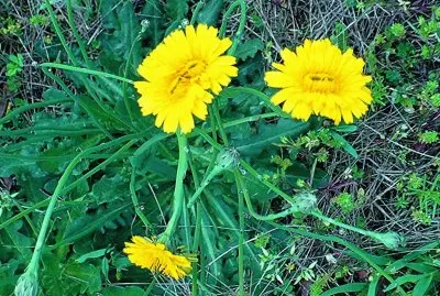 Two double dandelions