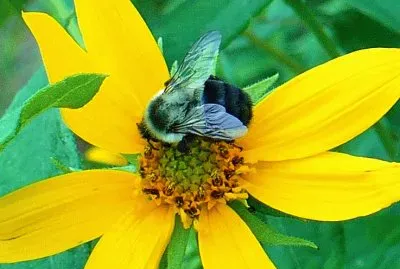 Bee on yellow flower1 jigsaw puzzle
