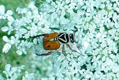 Beetle on Queen Anne 's Lace jigsaw puzzle