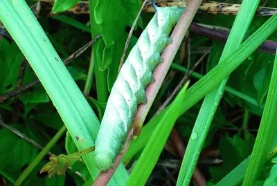 פאזל של Green caterpillar