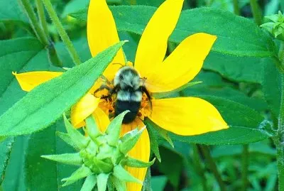 Bee on yellow flower2 jigsaw puzzle
