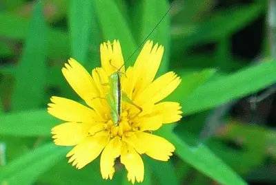 Young grasshopper jigsaw puzzle