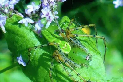 Green spider on green leaf jigsaw puzzle