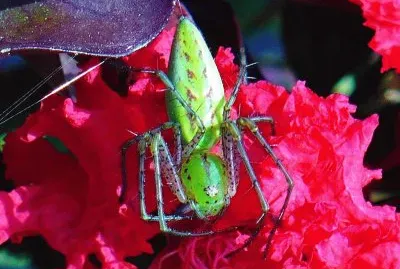 Green spider on crepe myrtle flower jigsaw puzzle