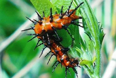 Orange and black caterpillar jigsaw puzzle
