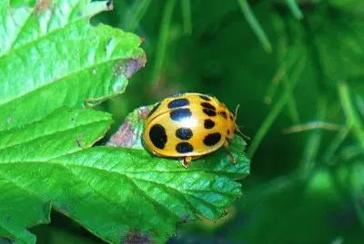 פאזל של Ladybug1