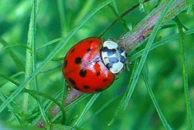 Ladybug2 jigsaw puzzle