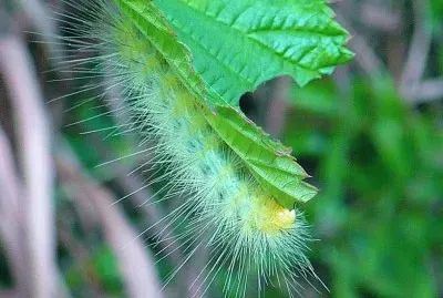 Fuzzy caterpillar1