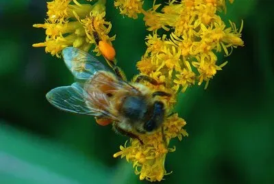 Bee on yellow flower3