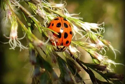 Ladybug3