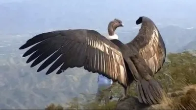 CONDOR