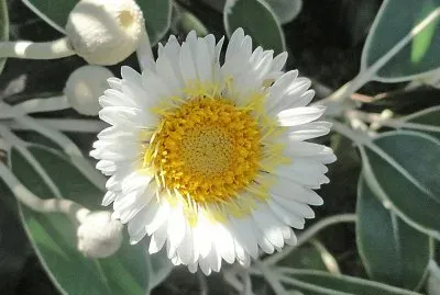 imagem jigsaw puzzle