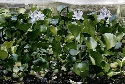 plantas acuaticas