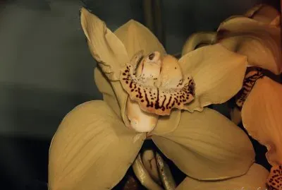 gran canaria jigsaw puzzle