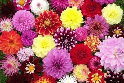 èœ·å·å¯¦èŠ±6