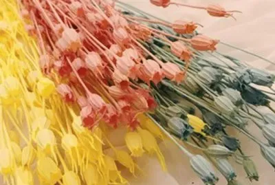 flower9