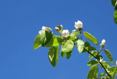 fior di melo jigsaw puzzle