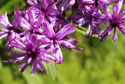 Ironweed flower