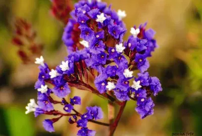 gran canaria jigsaw puzzle