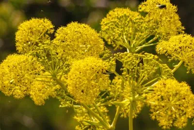 gran canaria jigsaw puzzle