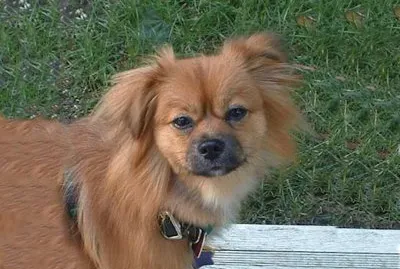 tibetan spaniel jigsaw puzzle