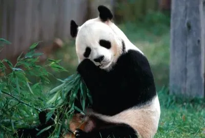 oso panda