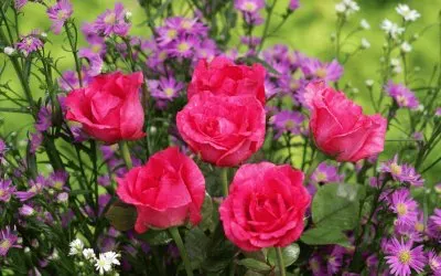 פאזל של primavera