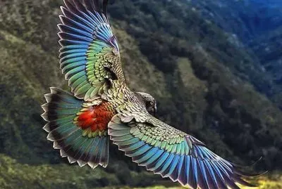 Pajarraco