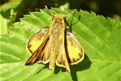 Moth