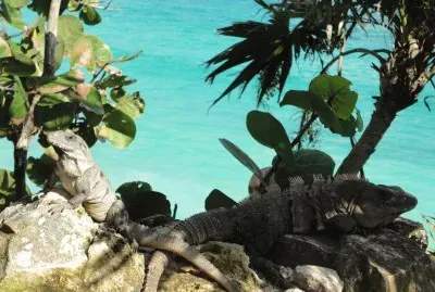 Iguanas