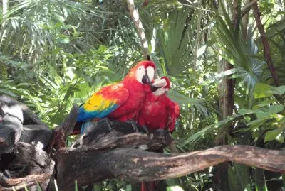 Guacamayas