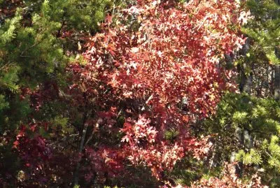 Little red maple1 jigsaw puzzle