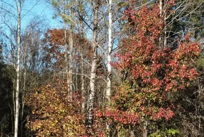 Fall colors