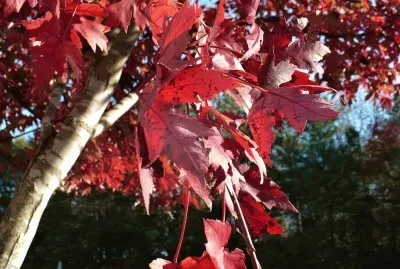Red maple leaves5 jigsaw puzzle